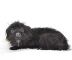 Small Photo #1 Miniature Schnauzer-Unknown Mix Puppy For Sale in Oroville, CA, USA