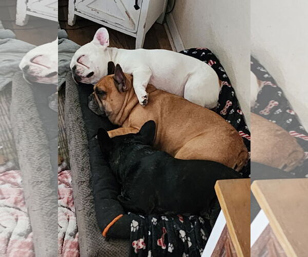 Medium Photo #7 French Bulldog Puppy For Sale in Valrico, FL, USA