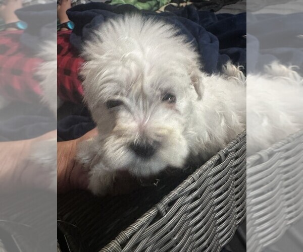 Medium Photo #3 Schnauzer (Miniature) Puppy For Sale in PARSONS, TN, USA