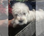 Small #2 Schnauzer (Miniature)