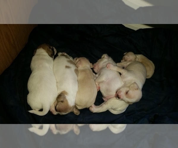 Medium Photo #1 Chiranian-Maltipom Mix Puppy For Sale in GROTON, NY, USA