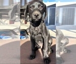 Small Photo #2 Mutt Puppy For Sale in MIDWAY, UT, USA