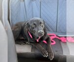 Small Photo #10 Labrador Retriever-Unknown Mix Puppy For Sale in Rowlett, TX, USA