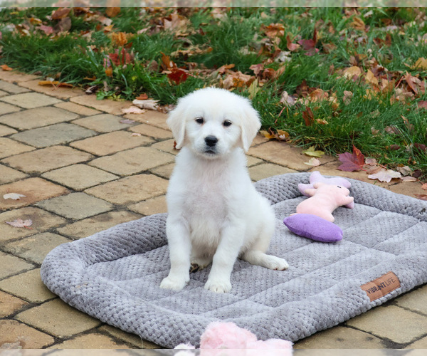 Medium Photo #4 English Cream Golden Retriever Puppy For Sale in SYRACUSE, IN, USA