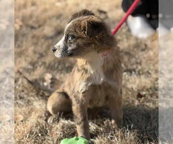 Medium Photo #4 Border-Aussie Puppy For Sale in Yardley, PA, USA