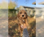 Small #2 Goldendoodle (Miniature)