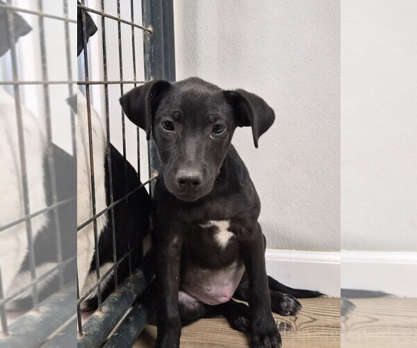 Medium Photo #1 Labrador Retriever-Unknown Mix Puppy For Sale in Bolivar, MO, USA