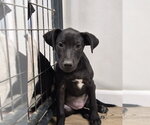 Spirit - Female Labrador Retriever-Unknown Mix Dog for Adoption - Small photo