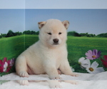 Small Photo #3 Shiba Inu Puppy For Sale in LAS VEGAS, NV, USA