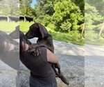 Small Photo #137 Great Dane Puppy For Sale in SPRAGGS, PA, USA