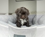 Small #4 Shih Tzu