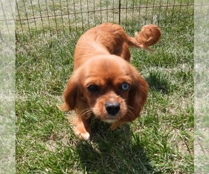Mother of the Cavalier King Charles Spaniel puppies born on 04/03/2025