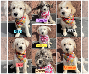 Poodle (Standard)-Siberian Husky Mix Puppy for sale in SANGER, CA, USA