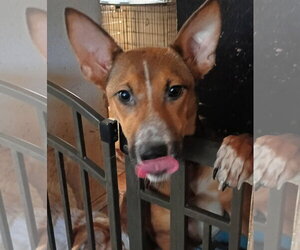 Mutt Dogs for adoption in Pacific grove , CA, USA
