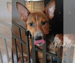 Toffee - Female Mutt Dog for Adoption - Small photo
