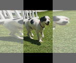 Small #1 Border Terrier-Parson Russell Terrier Mix