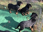 Small Photo #12 Rottweiler Puppy For Sale in WADSWORTH, OH, USA