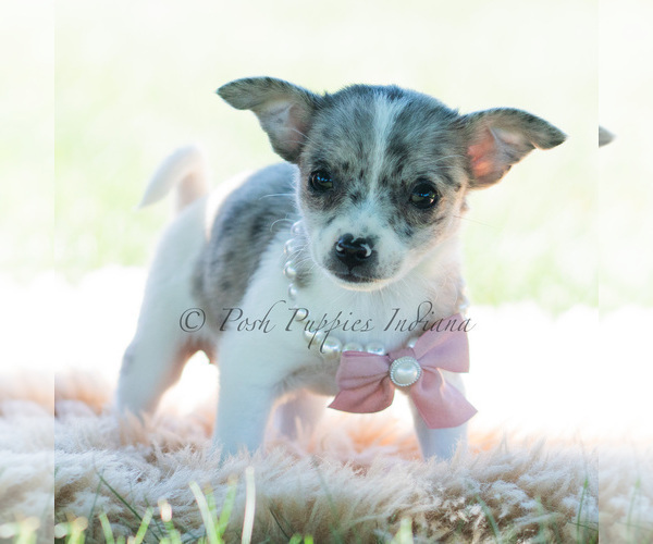 Medium Photo #107 Chihuahua Puppy For Sale in WARSAW, IN, USA