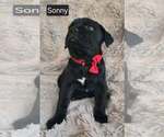 Small #2 Cane Corso
