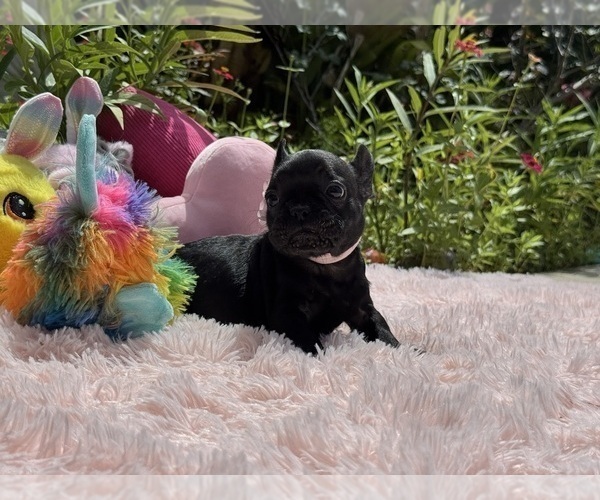 Medium Photo #22 French Bulldog Puppy For Sale in LEHIGH ACRES, FL, USA