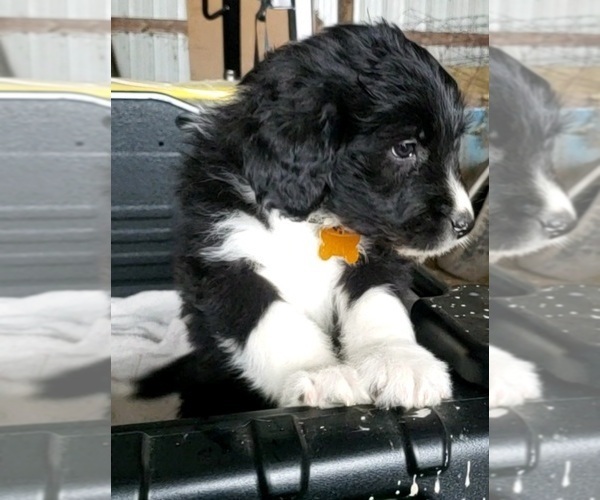 Medium Photo #10 Aussiedoodle Puppy For Sale in DERBY, IA, USA