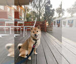 Small Photo #3 Shiba Inu Puppy For Sale in LAGUNA NIGUEL, CA, USA