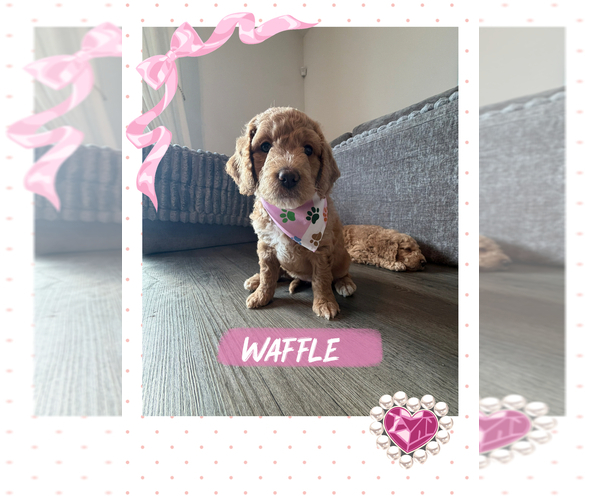 Medium Photo #11 Goldendoodle mix (+ Poodle Standard) Puppy For Sale in SEFFNER, FL, USA