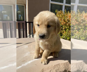 Golden Retriever Dogs for adoption in LAS VEGAS, NV, USA