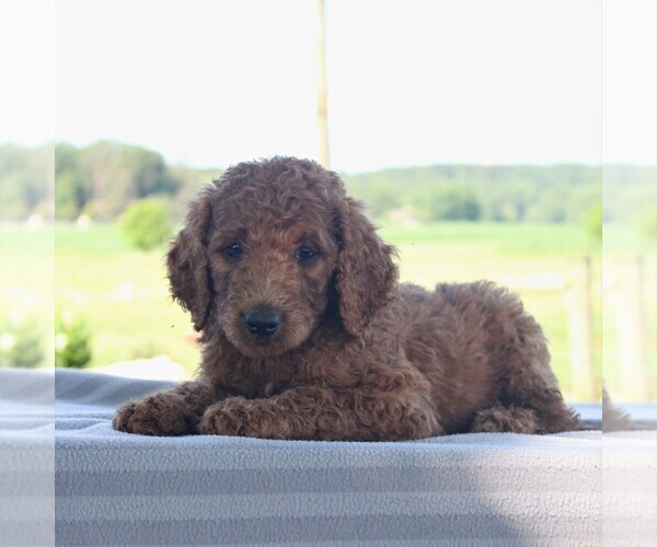 Medium Photo #6 Goldendoodle-Poodle (Standard) Mix Puppy For Sale in HONEY BROOK, PA, USA
