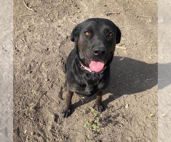 Medium Photo #2 Labrador Retriever-Unknown Mix Puppy For Sale in San Antonio, TX, USA