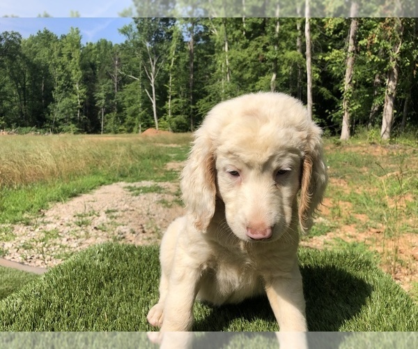 Medium Photo #1 Labradoodle Puppy For Sale in GAFFNEY, SC, USA