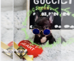 Small Photo #2 French Bulldog Puppy For Sale in ATHENS, GA, USA