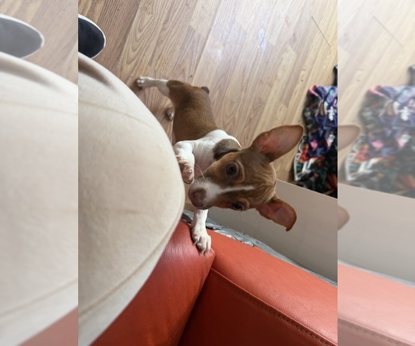 Medium Photo #5 Rat Terrier Puppy For Sale in WHITAKERS, NC, USA