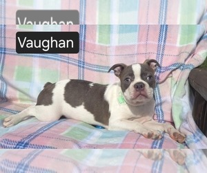 Boston Terrier Puppy for sale in MINERAL WELLS, WV, USA