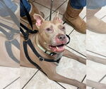 Small #10 American Pit Bull Terrier Mix