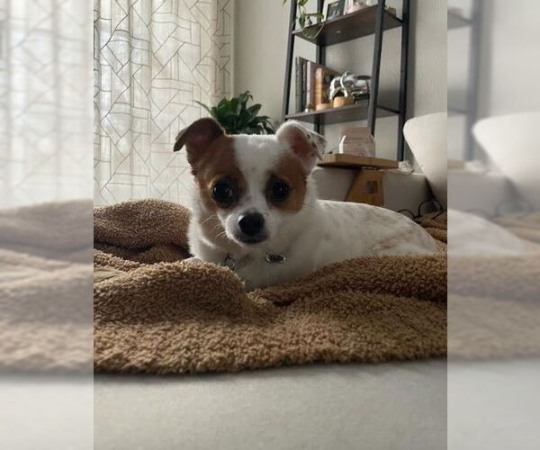 Medium Photo #2 Jack Chi Puppy For Sale in San Diego, CA, USA