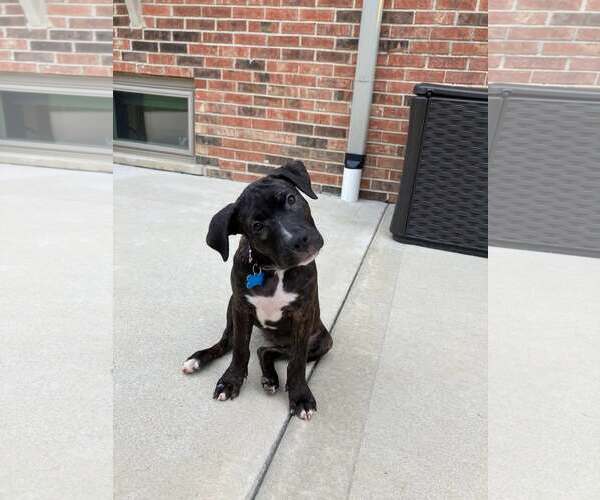 Medium Photo #4 Mutt Puppy For Sale in Plainfield, IL, USA