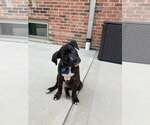 Small Photo #4 Mutt Puppy For Sale in Plainfield, IL, USA