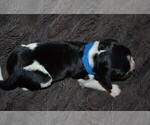 Small Photo #3 English Springer Spaniel Puppy For Sale in LITCHFIELD, MN, USA