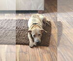 Small #2 Labrador Retriever Mix