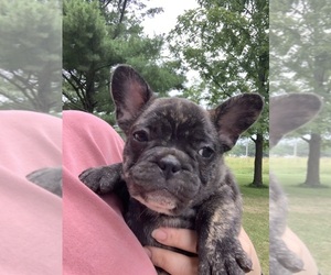 French Bulldog Puppy for sale in TAYLORVILLE, IL, USA