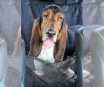 Small #1 Basset Hound