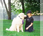 Small #7 Great Pyrenees