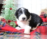 Small Photo #6 Aussiedoodle Miniature  Puppy For Sale in STAFFORD, VA, USA