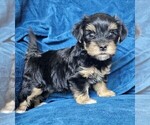 Small #17 Morkie
