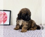 Regina - Female Shih-Poo Puppy for Sale - Small photo