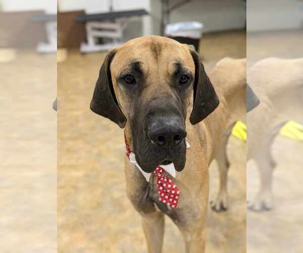 Medium Photo #1 Great Dane-Unknown Mix Puppy For Sale in Anchorage, AK, USA