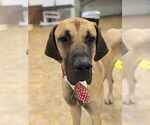 Small Great Dane Mix