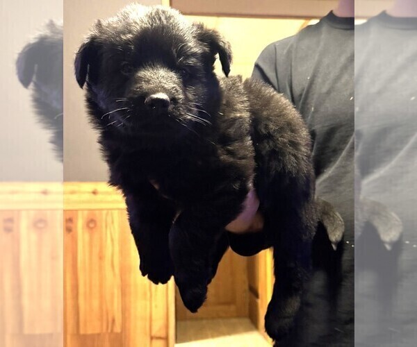 Medium Photo #2 German Shepherd Dog Puppy For Sale in CORNELL, MI, USA