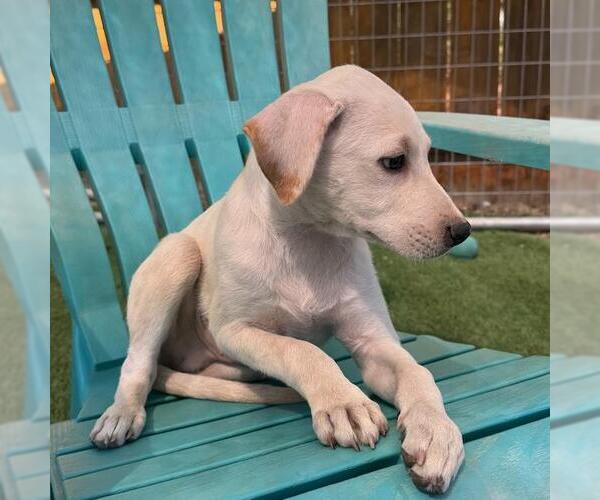 Medium Photo #2 Labrador Retriever-Unknown Mix Puppy For Sale in San Diego, CA, USA